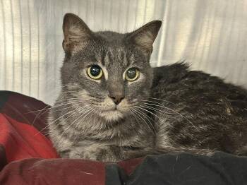 Rene -  Domestic Short Hair Cat for Adoption in Sudbury, Massachusetts - Rene | PetCurious