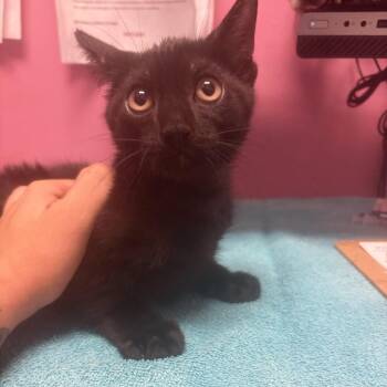 Lunar -  American Shorthair Cat for Adoption in Webster, Texas - Lunar | PetCurious