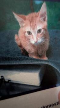 Gouda -  Domestic Short Hair Cat for Adoption in Parker, Colorado - Gouda | PetCurious