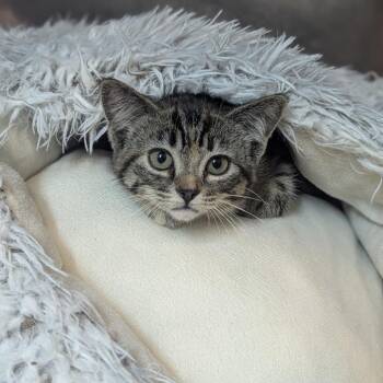 Fawn -  Domestic Short Hair Cat for Adoption in Fenton, Michigan - Fawn | PetCurious