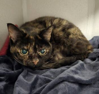 Rescue Domestic Short Hair Cats for Adoption in East Brookfield, Massachusetts - Toaster | PetCurious