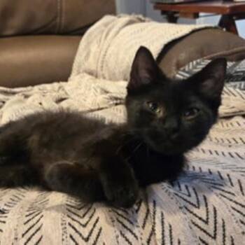 Charlie CH 0526 -  Domestic Short Hair Cat for Adoption - Charlie CH 0526 | PetCurious