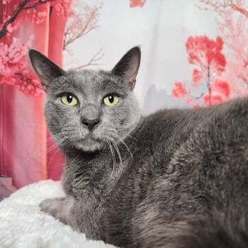 Rescue Domestic Short Hair Cats for Adoption in Greensburg, Pennsylvania - Smokey | PetCurious