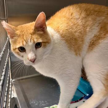Cheddar -  Domestic Short Hair Cat for Adoption in Cody, Wyoming - Cheddar | PetCurious