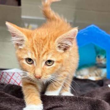 Corn bread -  Domestic Short Hair Cat for Adoption in Concord, North Carolina - Corn Bread | PetCurious