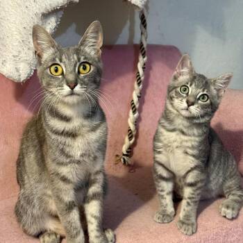Gaia -  Domestic Short Hair Cat for Adoption in Vallejo, California - Gaia | PetCurious