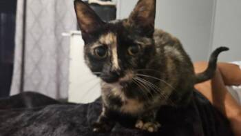 Sage -  Tortoiseshell Cat for Adoption in Auburn, Indiana - Sage | PetCurious