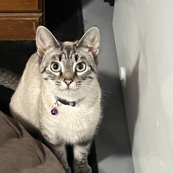 Rescue Tabby Cats for Adoption in Crookston, Minnesota - Serena | PetCurious