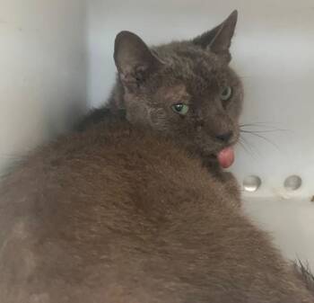 Taz -  Domestic Short Hair Cat for Adoption - Taz | PetCurious