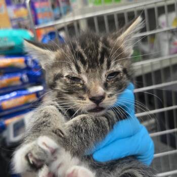 Domestic Short Hair Cats Available for Adoption in Idaho Falls, Idaho - Alex Warren | PetCurious