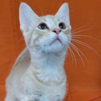 Rescue Domestic Short Hair Cats for Adoption in Coos Bay, Oregon - Ace | PetCurious