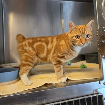 American Bobtail and Domestic Short Hair Cats Available for Adoption in Umatilla, Florida - Ollie | PetCurious