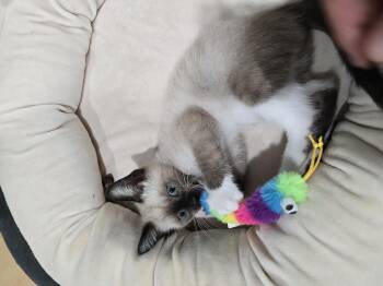 Shulk -  Snowshoe Cat for Adoption in Davis, California - Shulk | PetCurious