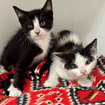 Edsel -  Domestic Short Hair Cat for Adoption in Long Beach, California - Edsel | PetCurious