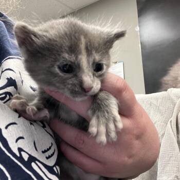 Domestic Short Hair Cats Available for Adoption in St. Louis, Missouri - Meenie | PetCurious