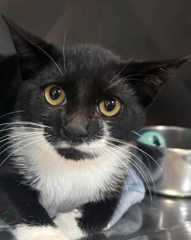 Cider -  Domestic Short Hair Cat for Adoption in New Cumberland, West Virginia - Cider | PetCurious