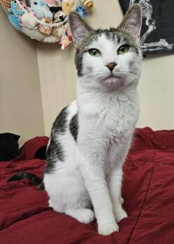 Domestic Short Hair Cats Available for Adoption in Winnipeg, Manitoba - Little Lady | PetCurious