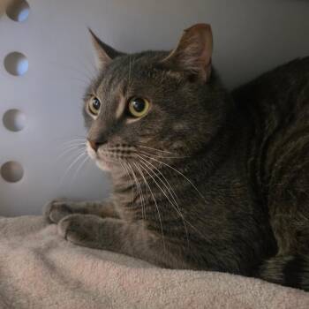 Domestic Short Hair Cats Available for Adoption in Bristol, Indiana - Bluebeard | PetCurious