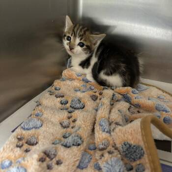 Domestic Short Hair Cats Available for Adoption in Elberon, Virginia - Draco | PetCurious