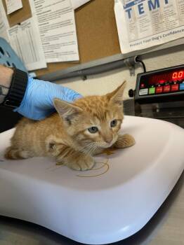 Lewna -  Domestic Short Hair Cat for Adoption in Bolivar, Missouri - Lewna | PetCurious