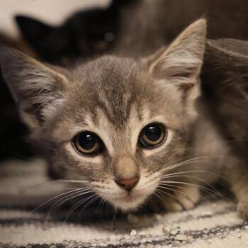 Prairie -  Domestic Short Hair Cat for Adoption in Briarcliff Manor, New York - Prairie | PetCurious