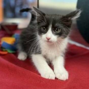 Hip-Hop -  Domestic Medium Hair and Domestic Short Hair Cat for Adoption in Bullhead City, Arizona - Hip-Hop | PetCurious