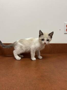 Squeak -  Siamese Cat for Adoption in Lancaster, California - Squeak | PetCurious