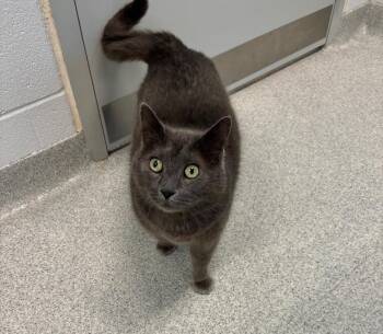 Domestic Short Hair Cats Available for Adoption in Frankfort, Kentucky - Milton | PetCurious