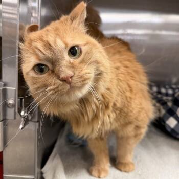 Domestic Medium Hair Cats Available for Adoption in Tucson, Arizona - Jessie | PetCurious