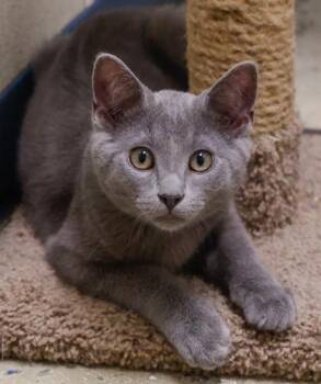Nacho -  Domestic Short Hair Cat for Adoption in Baraboo, Wisconsin - Nacho | PetCurious
