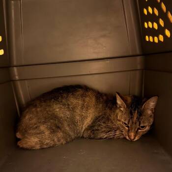 Enid -  Domestic Short Hair Cat for Adoption in Bristol, Indiana - Enid | PetCurious