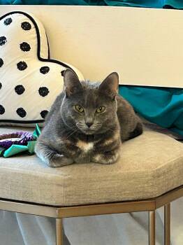 Domestic Short Hair Cats Available for Adoption - Lucy  | PetCurious