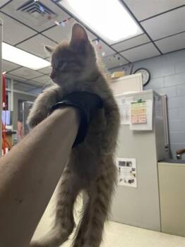 A378634 -  Domestic Short Hair Cat for Adoption in Stockton, California - A378634 | PetCurious