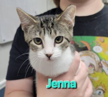 Rescue Domestic Short Hair Cats for Adoption in Rome, Georgia - Jenna | PetCurious