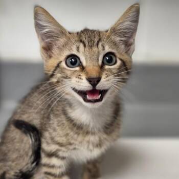 Theo -  Domestic Short Hair Cat for Adoption in Sarasota, Florida - Theo | PetCurious