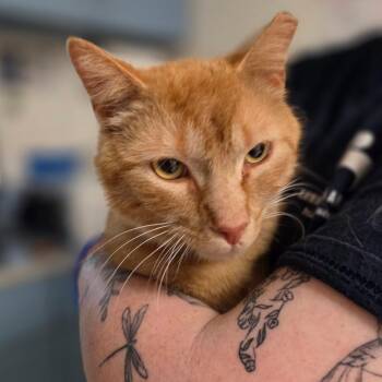 Domestic Short Hair Cats Available for Adoption in Charleston, West Virginia - Shaboom! | PetCurious