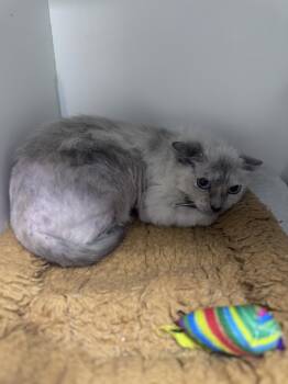 Ayla -  Domestic Short Hair and Siamese Cat Available for Adoption in INDN HBR BCH, Florida - Ayla | PetCurious