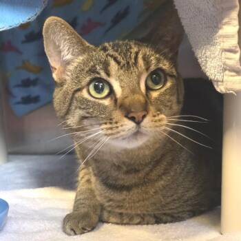 American Shorthair Cats Available for Adoption in Fort Wayne, Indiana - Sophie | PetCurious