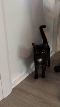 Raffles -  Domestic Short Hair Cat for Adoption in Toronto, Ontario - Raffles | PetCurious