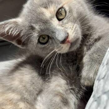 FLOUNDER -  Domestic Short Hair Cat for Adoption in Richmond, California - FLOUNDER | PetCurious