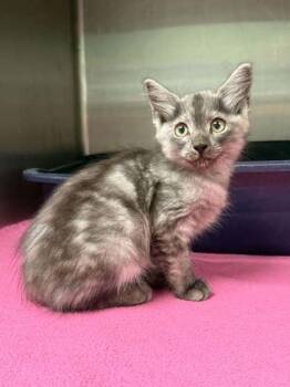 Alaric Ash -  Domestic Long Hair and Domestic Short Hair Cat for Adoption in Picayune, Mississippi - Alaric Ash | PetCurious