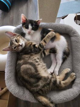 Rescue Calico Cats for Adoption in San Antonio, Texas - MABEL | PetCurious