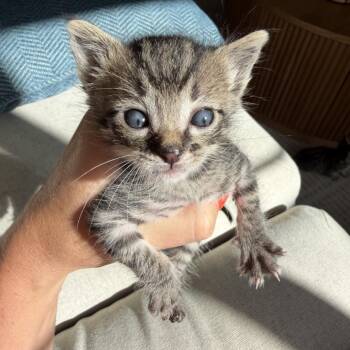 Domestic Short Hair Cats Available for Adoption in Tustin, California - Lucky | PetCurious