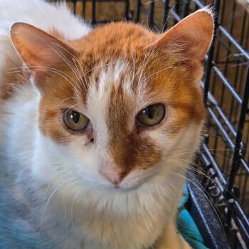 Joey -  Domestic Short Hair Cat for Adoption in Park Falls, Wisconsin - Joey | PetCurious