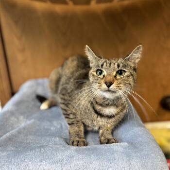 Agnes -  Domestic Short Hair Cat for Adoption in Fargo, North Dakota - Agnes | PetCurious
