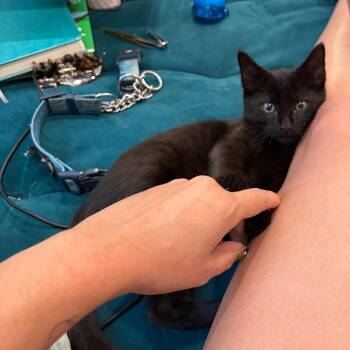 Joaquin -  Domestic Short Hair Cat for Adoption - Joaquin | PetCurious