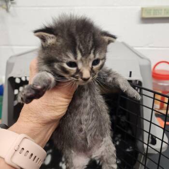 Buckett(Rex) -  Domestic Short Hair Cat for Adoption in Evensville, Tennessee - Buckett(Rex) | PetCurious