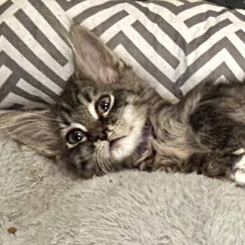 Shera - Hope Purple collar -  Domestic Medium Hair Cat for Adoption in Moses Lake, Washington - Shera - Hope Purple Collar | PetCurious