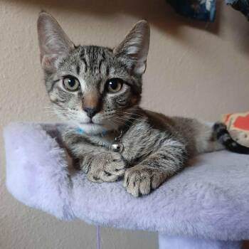 Tostada -  Tabby Cat for Adoption in Fresno, California - Tostada | PetCurious