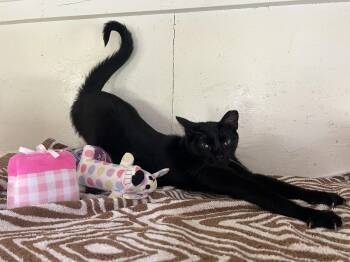 Apple -  Domestic Short Hair Cat for Adoption in Palmyra, Virginia - Apple | PetCurious